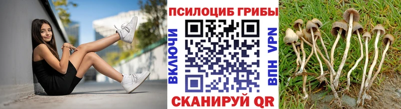 как найти закладки  Шилка  Псилоцибиновые грибы Cubensis 